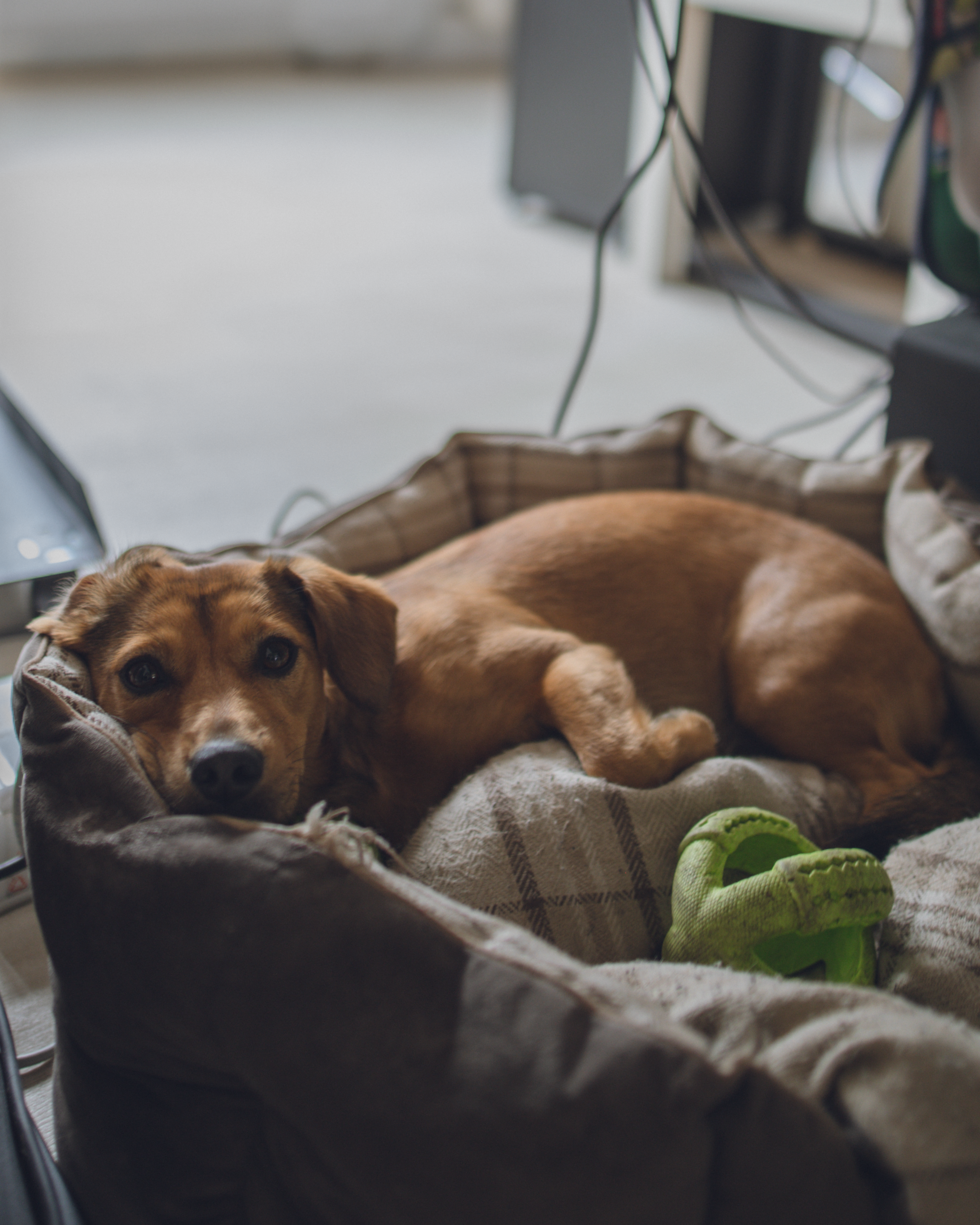 dreamline entertainment office pet Lea